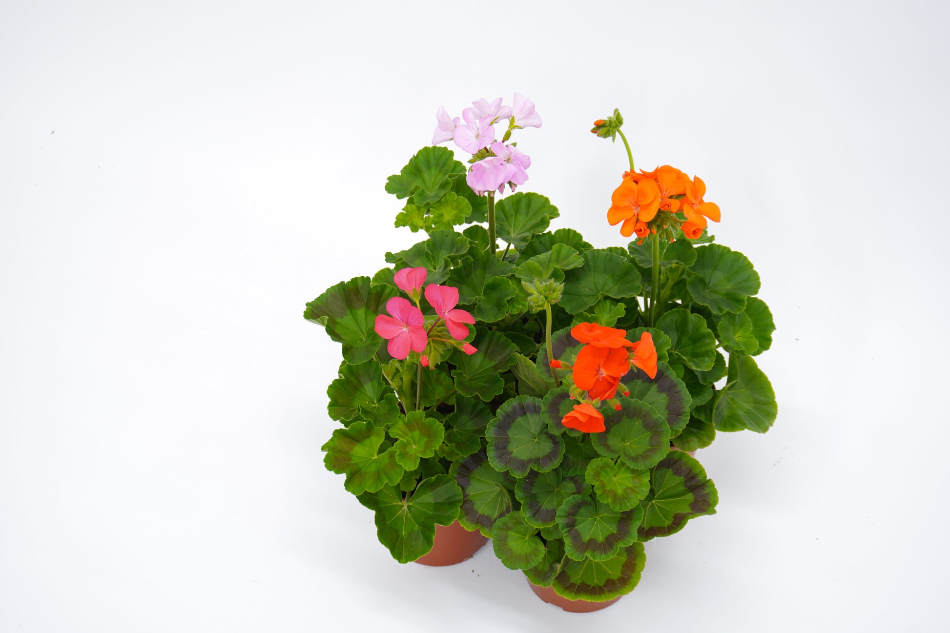 Pelargonium Hortorum