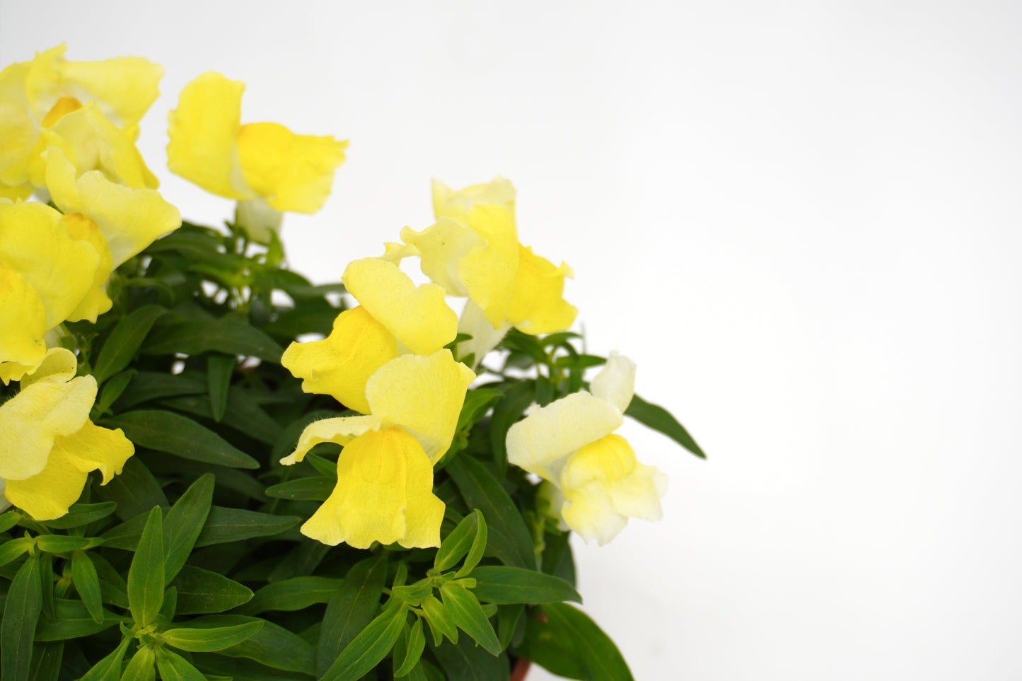 Antirrhinum Majus