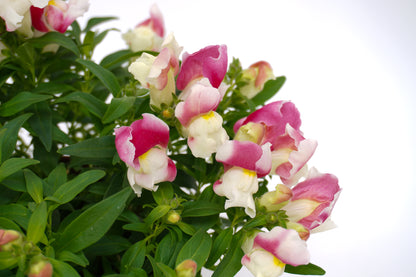 Antirrhinum Majus