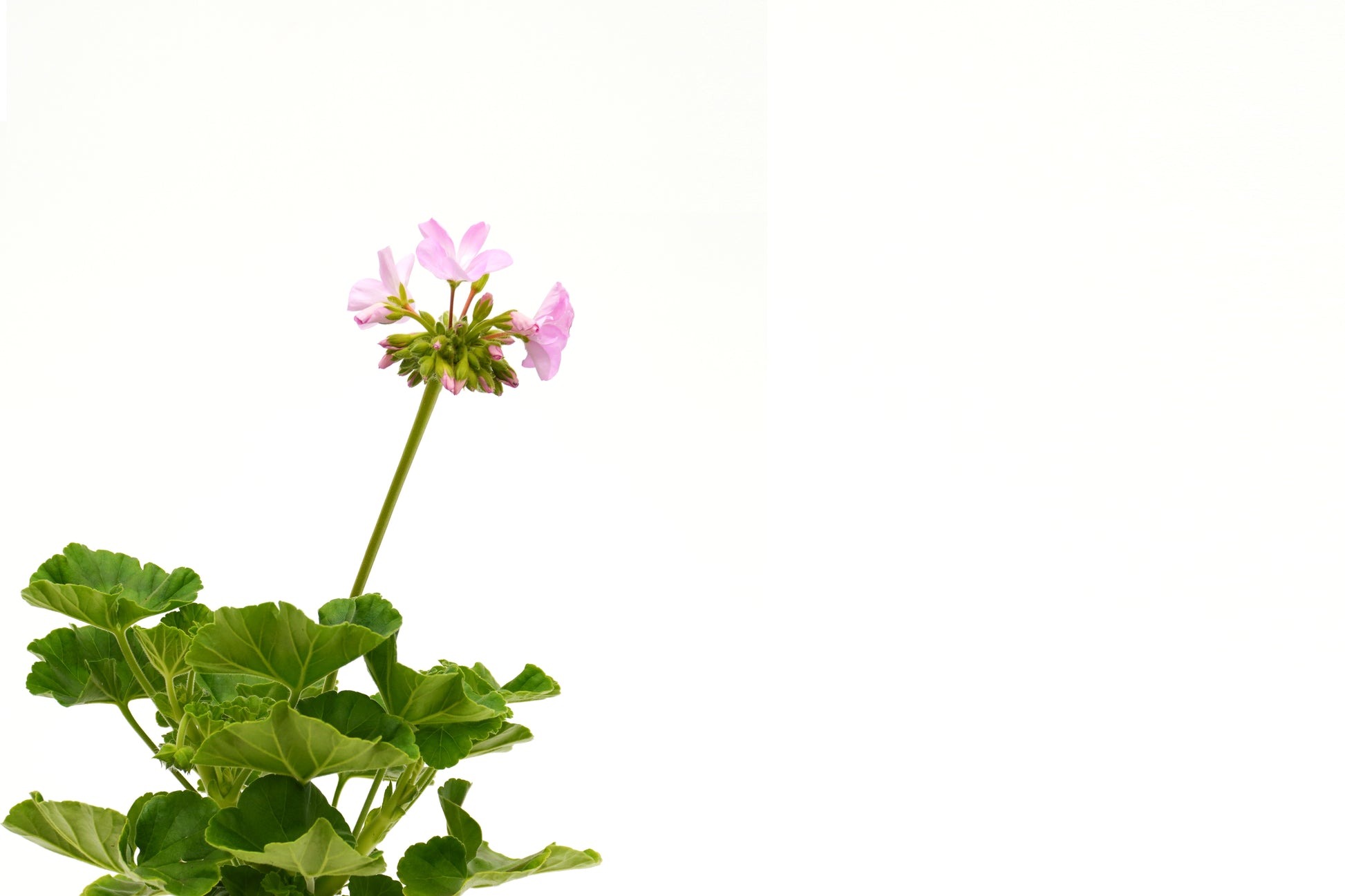 Pelargonium Hortorum