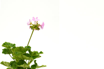 Pelargonium Hortorum