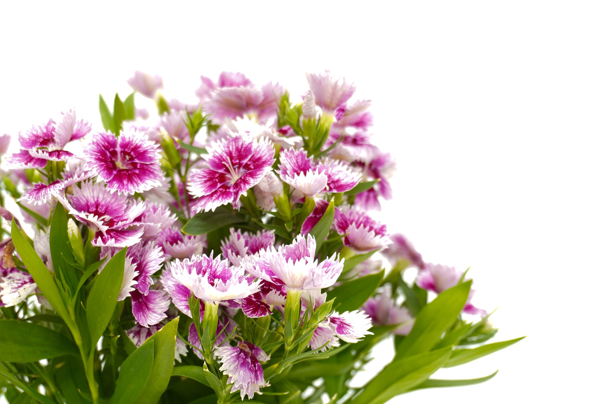 ‎Dianthus Chinensis_Dark Purple & white