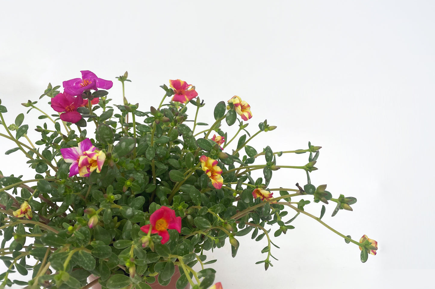 太陽花 Moss Rose