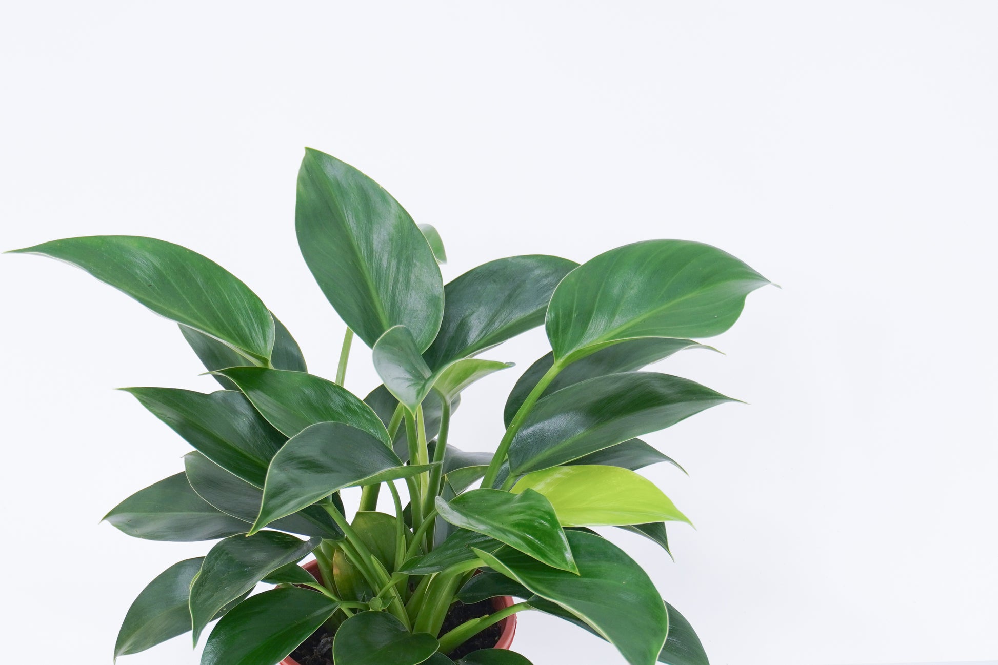 綠公主蔓綠絨 Philodendron 'Green Princess'