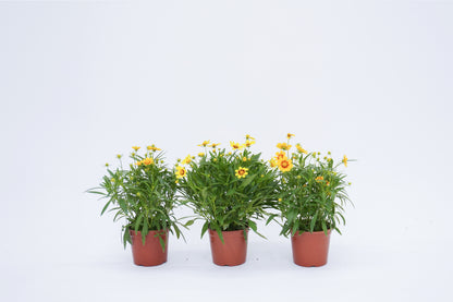 金雞菊 Coreopsis Basalis