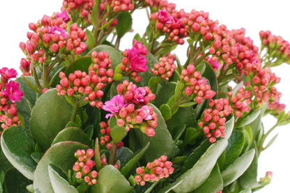 家樂花 Kalanchoe