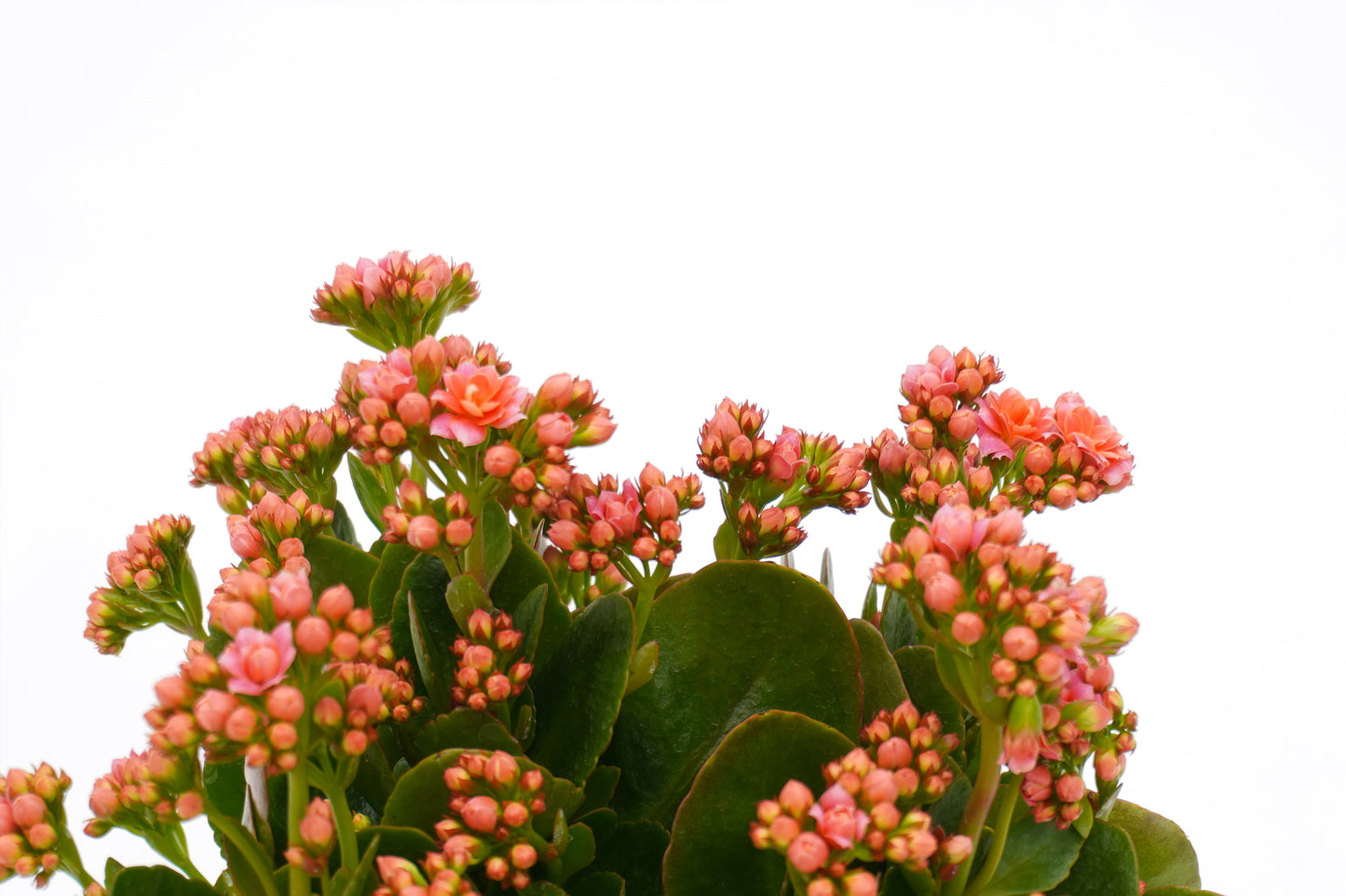 家樂花 Kalanchoe