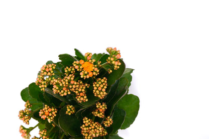 家樂花 Kalanchoe