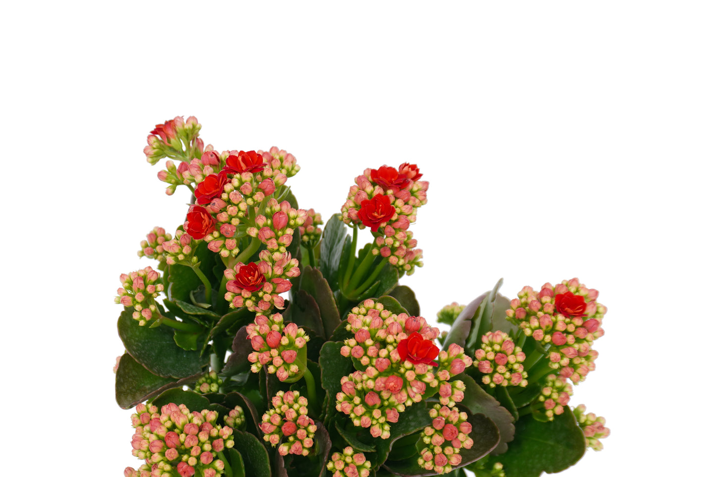 家樂花 Kalanchoe