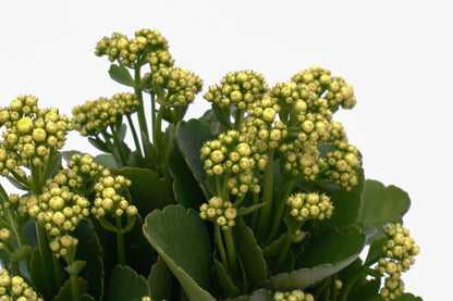 家樂花 Kalanchoe