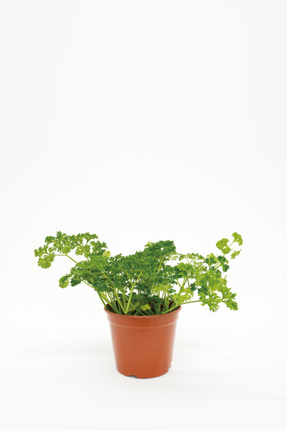 Curley parsley