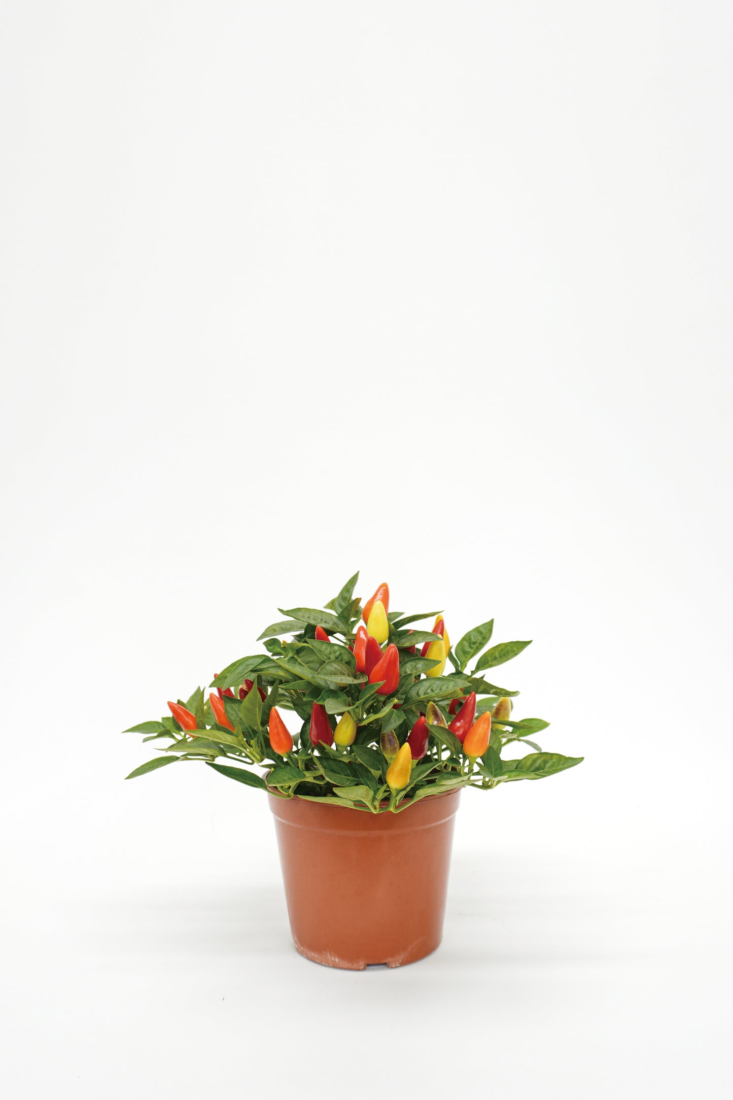 Chili