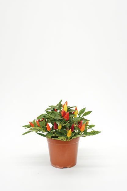 Chili