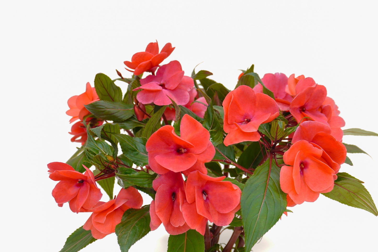 Impatiens Hawkeri