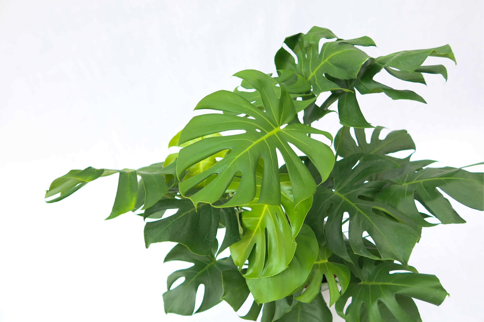 monstera deliciosa 中文 室內植物龜背葉Monstera Deliciosa – Wah King Garden Arts Co., Ltd