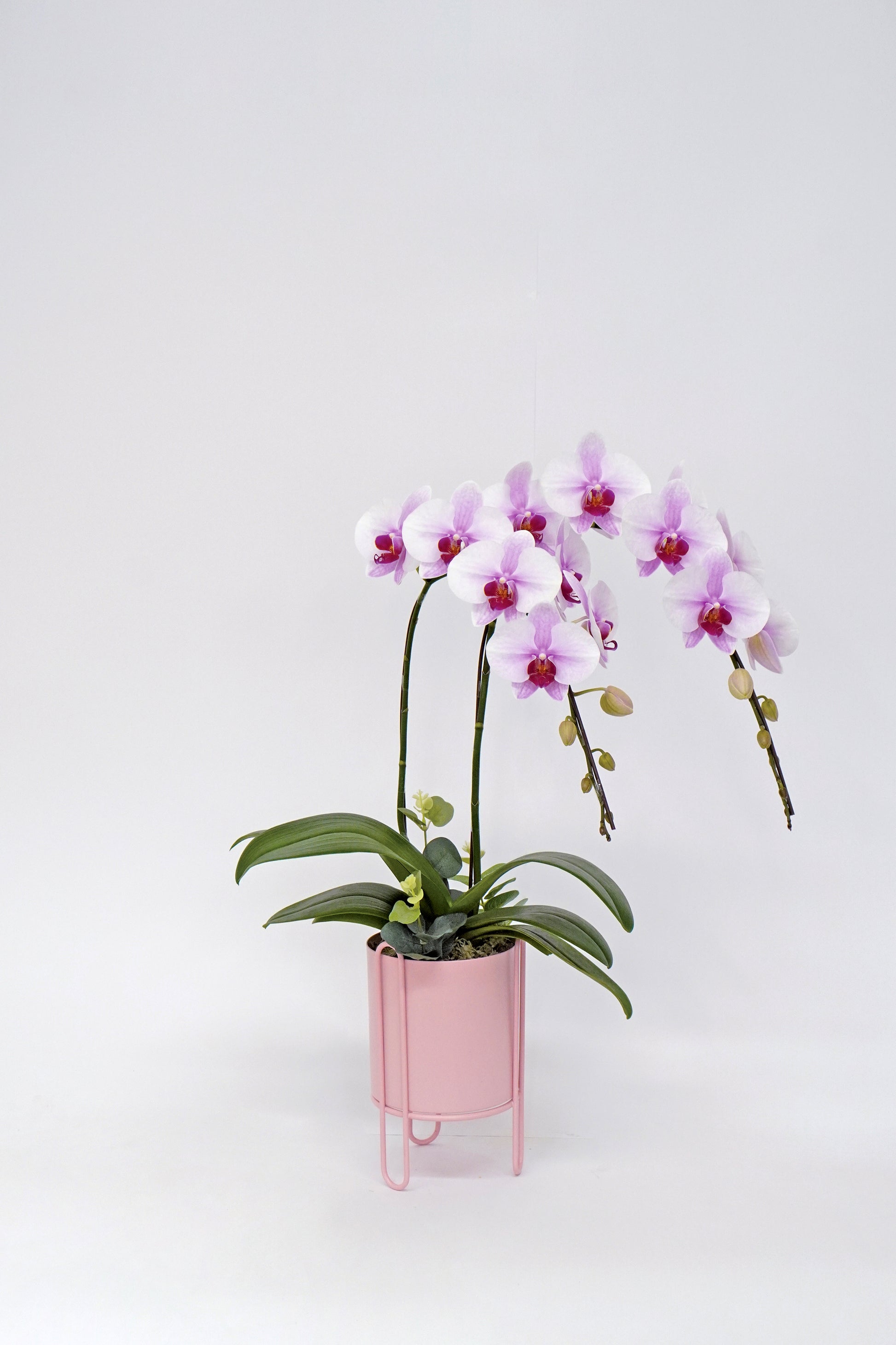 ORCHID