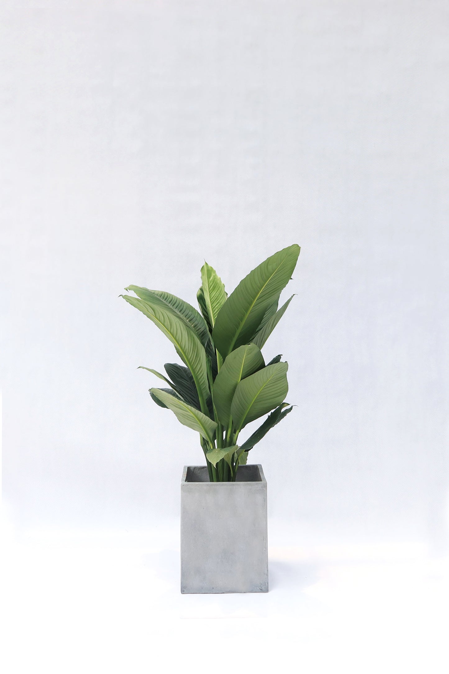 Giant Peace Lily
