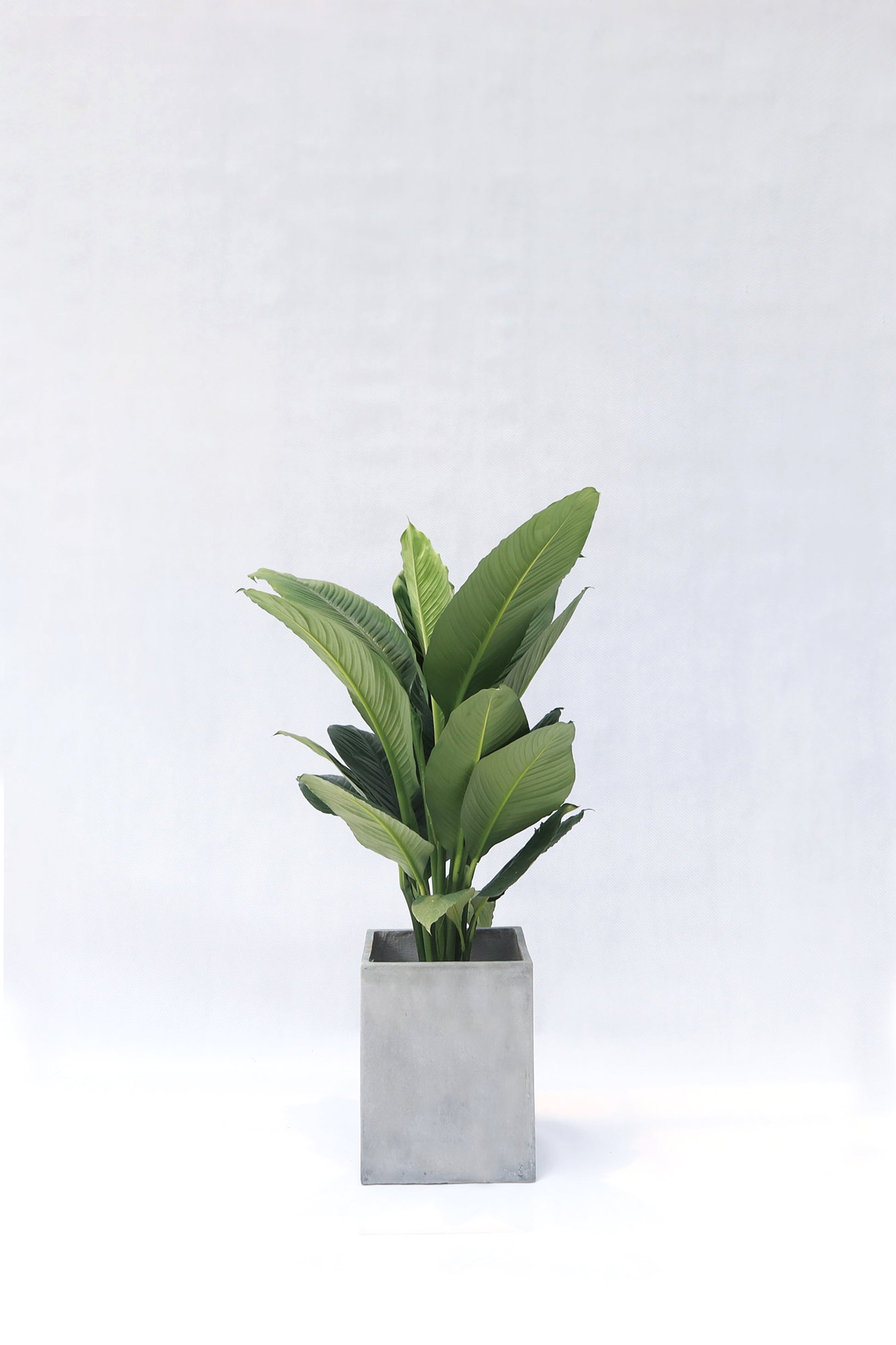 Giant Peace Lily