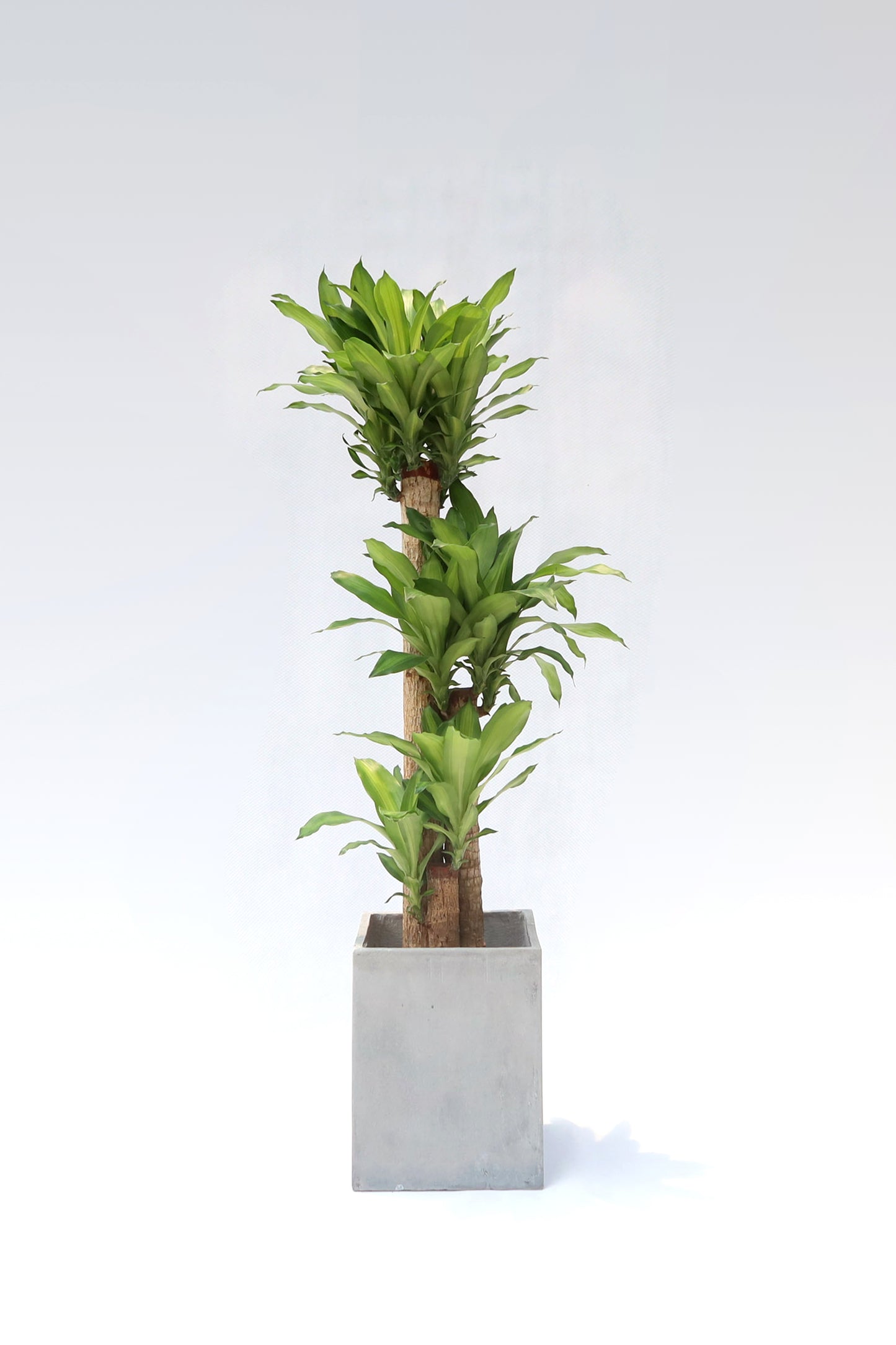 dracaena massangeana 中文 室內植物巴西鐵Dracaena fr. Massangeana – Wah King Garden Arts Co., Ltd