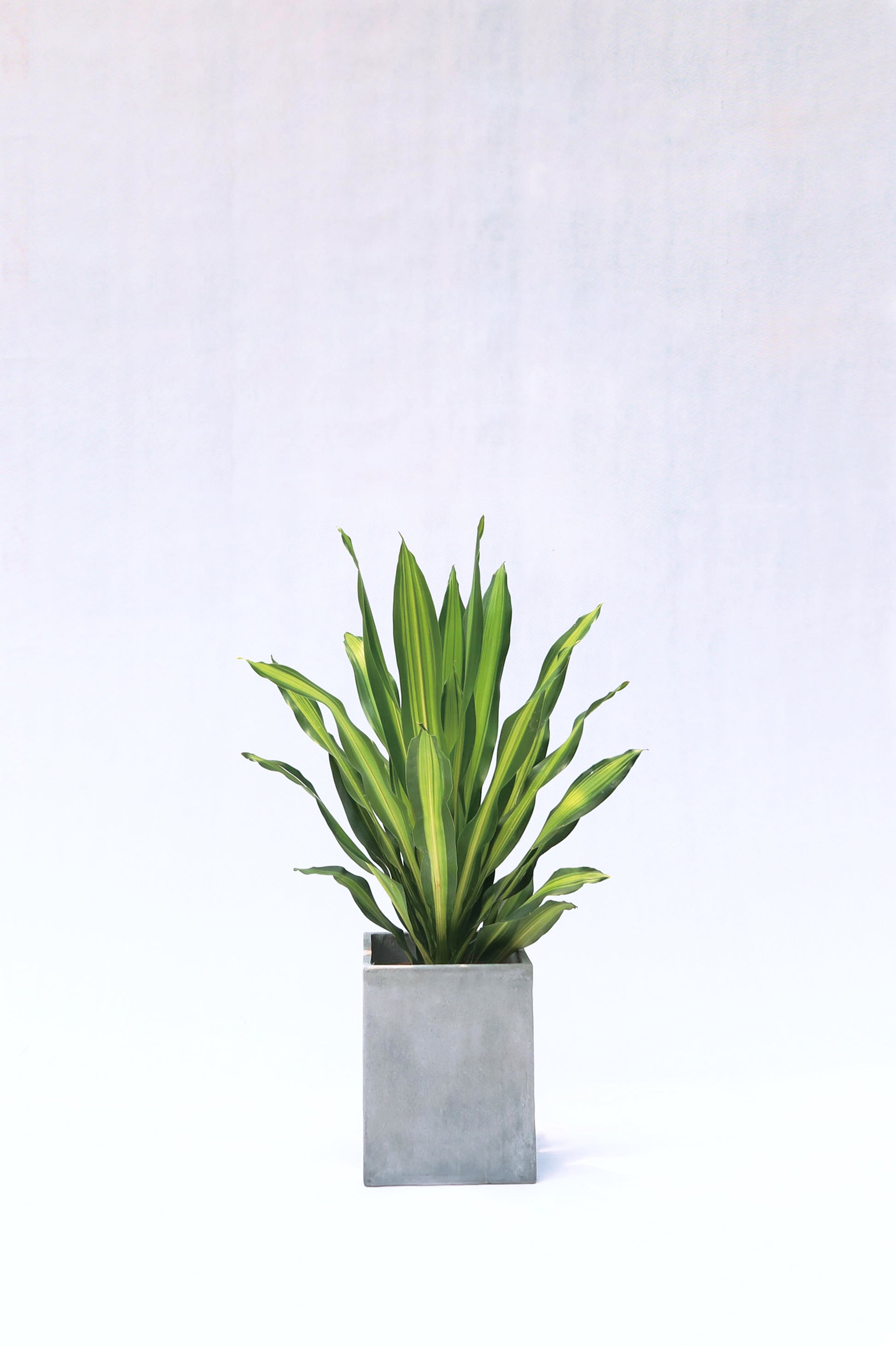Dracaena Fragrans