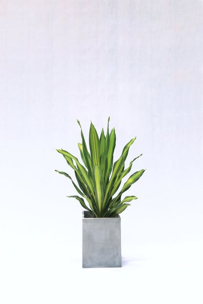 Dracaena Fragrans
