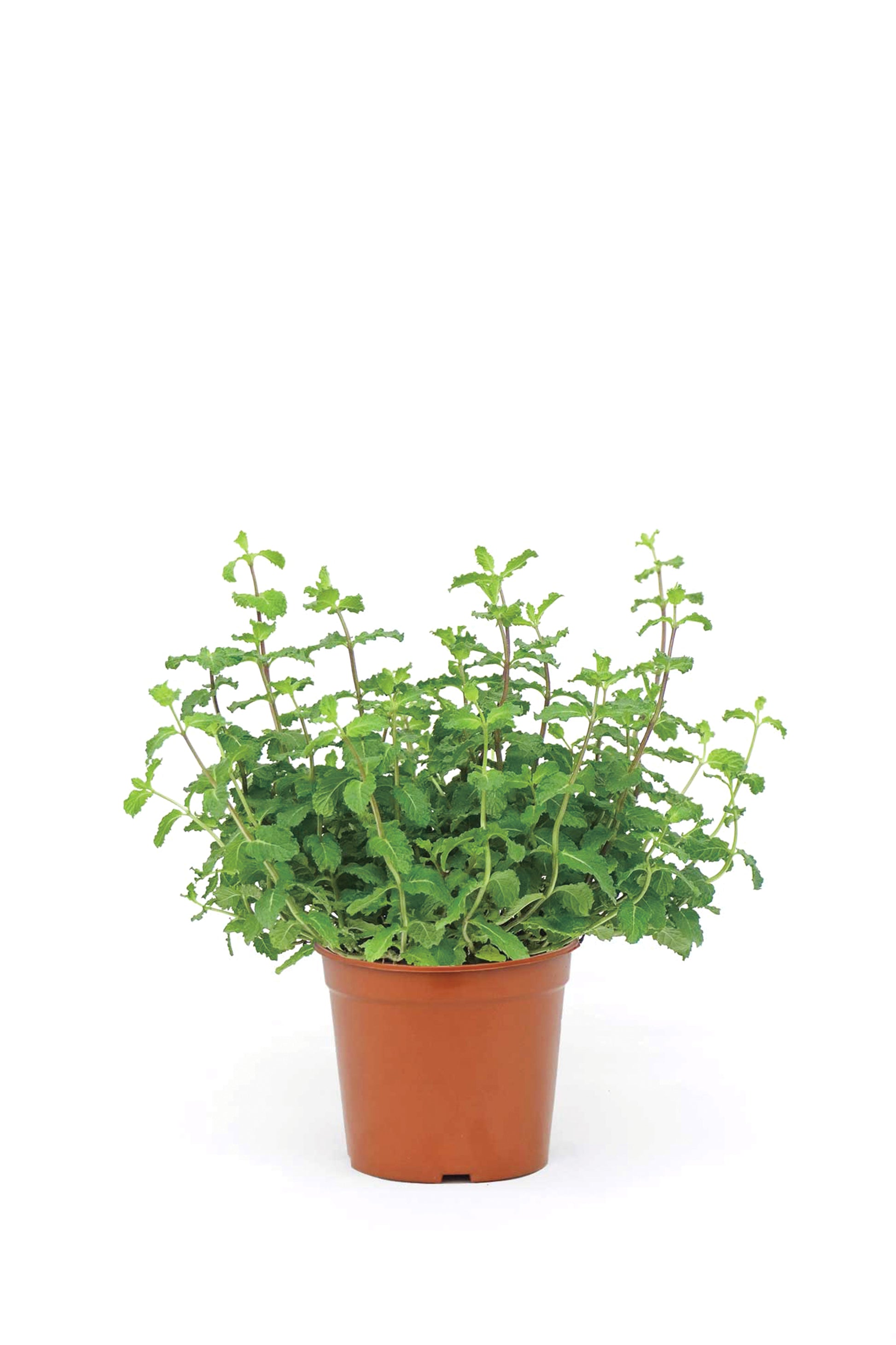 MINT