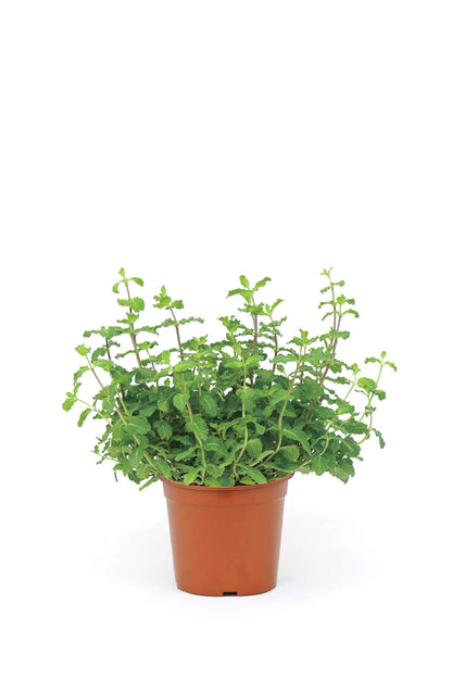 MINT