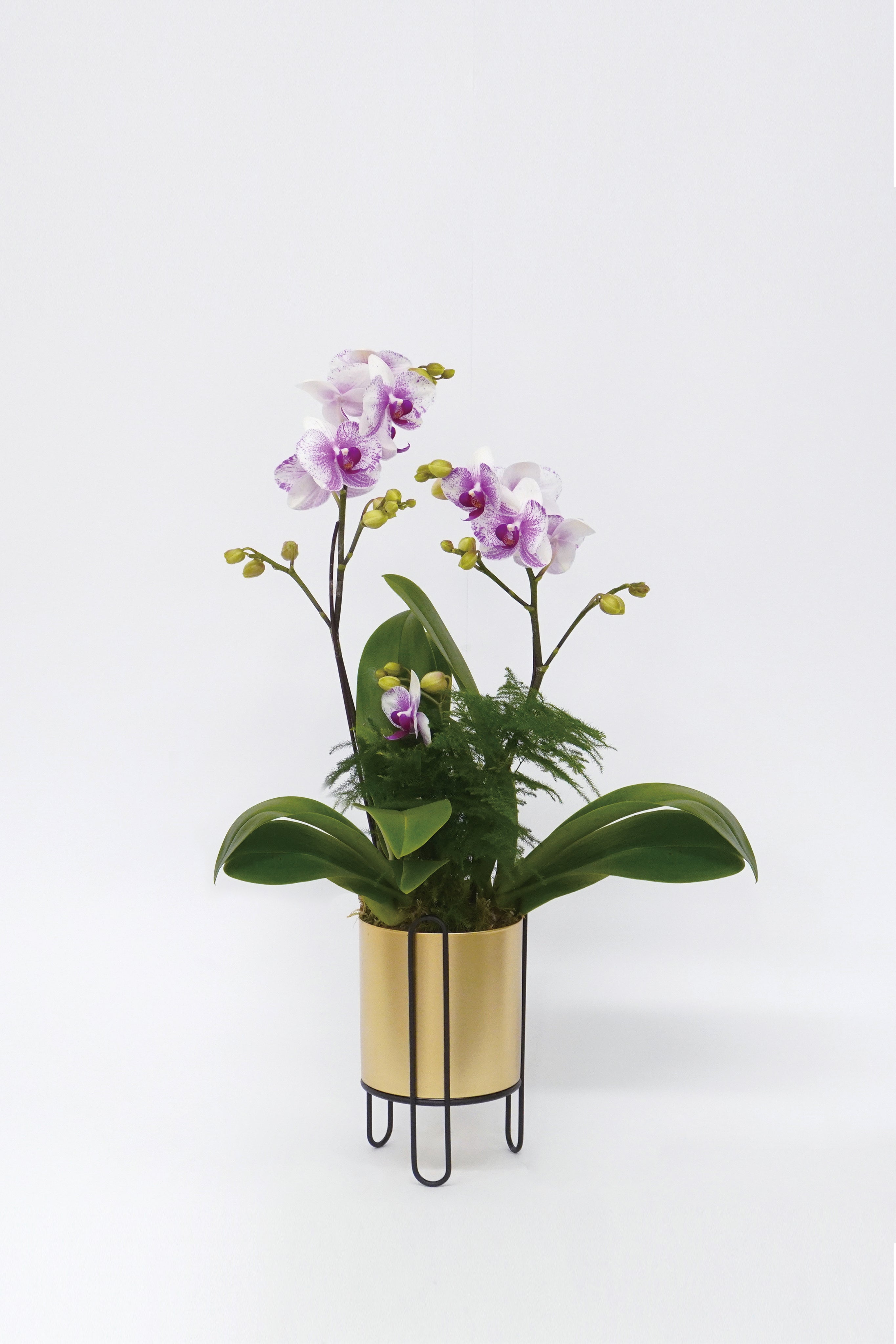 蝴蝶蘭蘭花拼盆Orchid Gift Set – Wah King Garden Arts Co., Ltd
