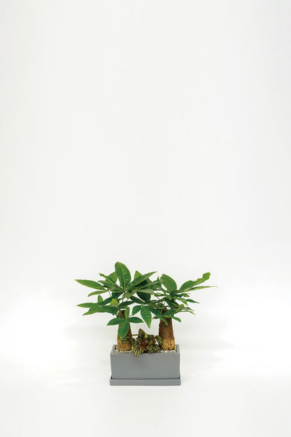 Pachira Aquatica Set