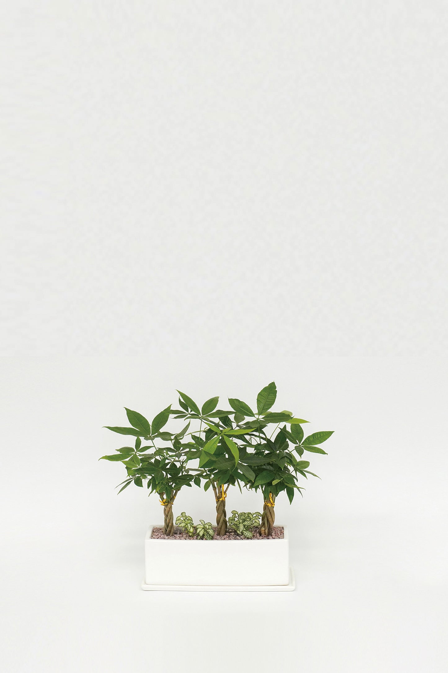 Pachira Aquatica Set
