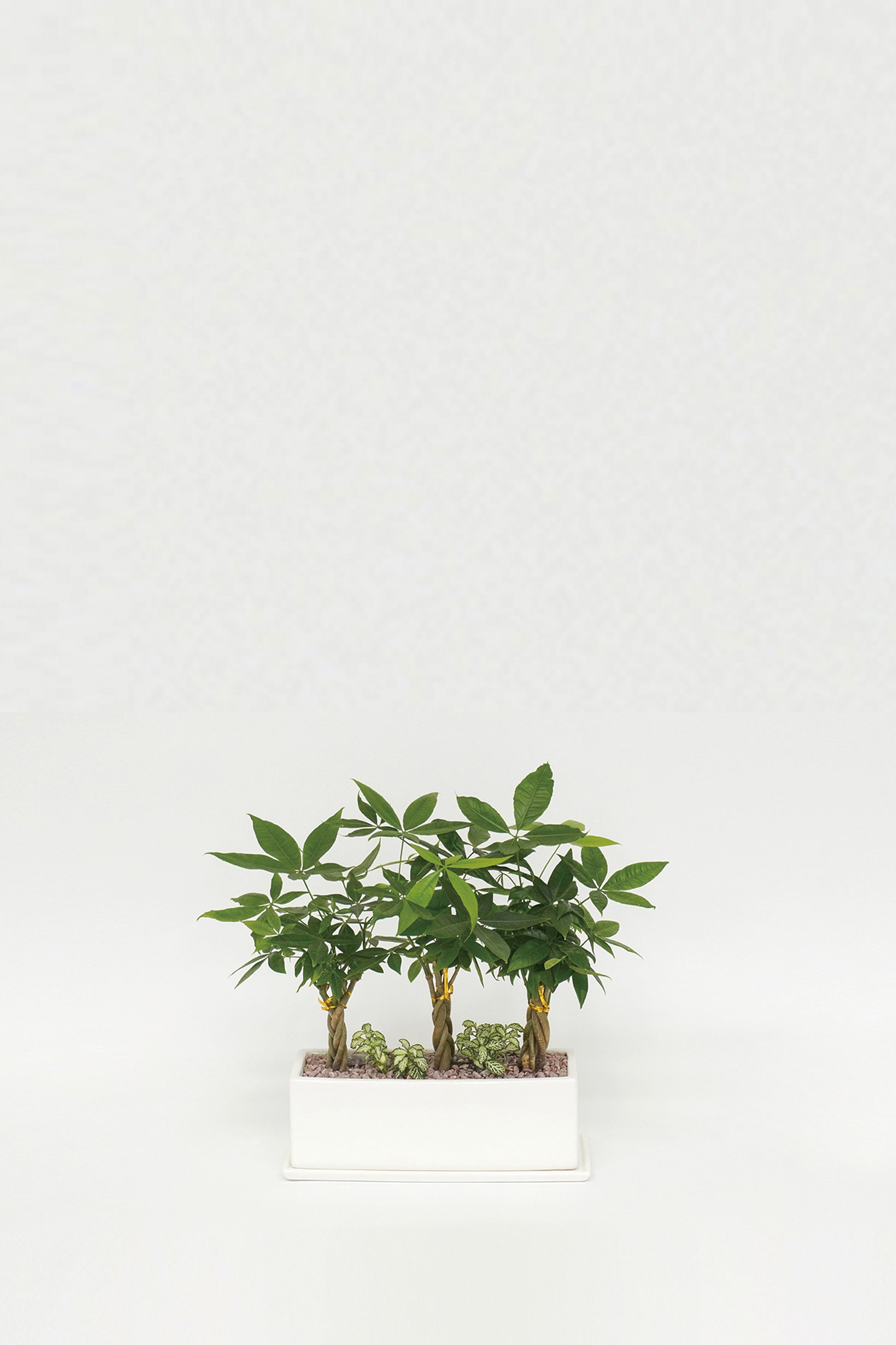 Pachira Aquatica Set