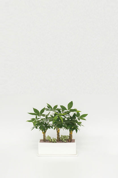 Pachira Aquatica Set