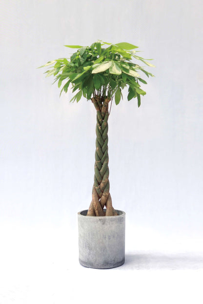 Pachira Aquatica