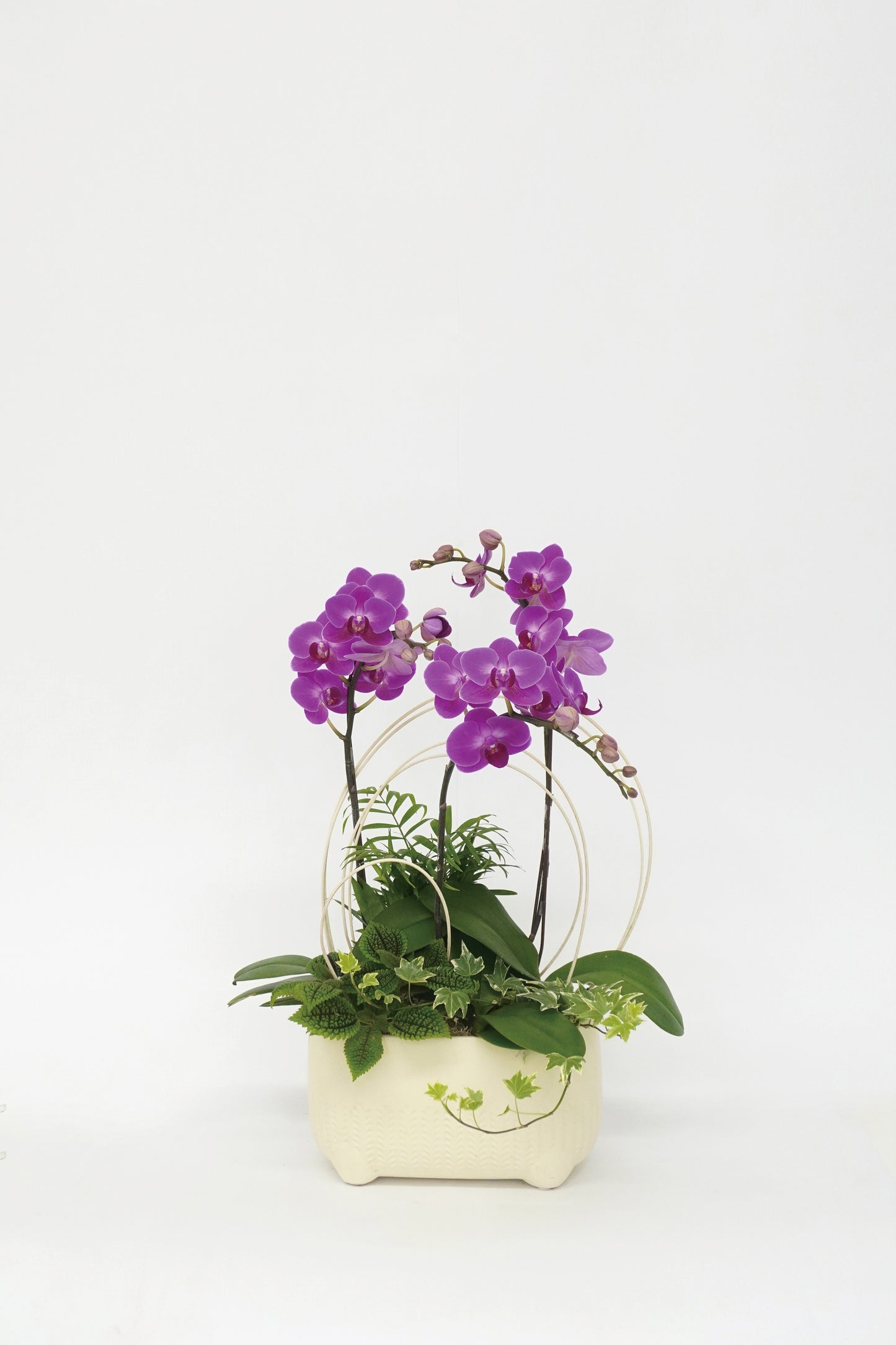 ORCHID