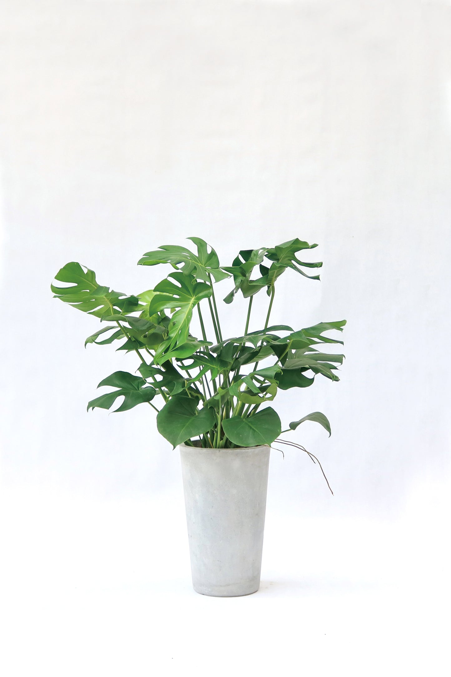 monstera 中文 室內植物龜背葉Monstera Deliciosa – Wah King Garden Arts Co., Ltd