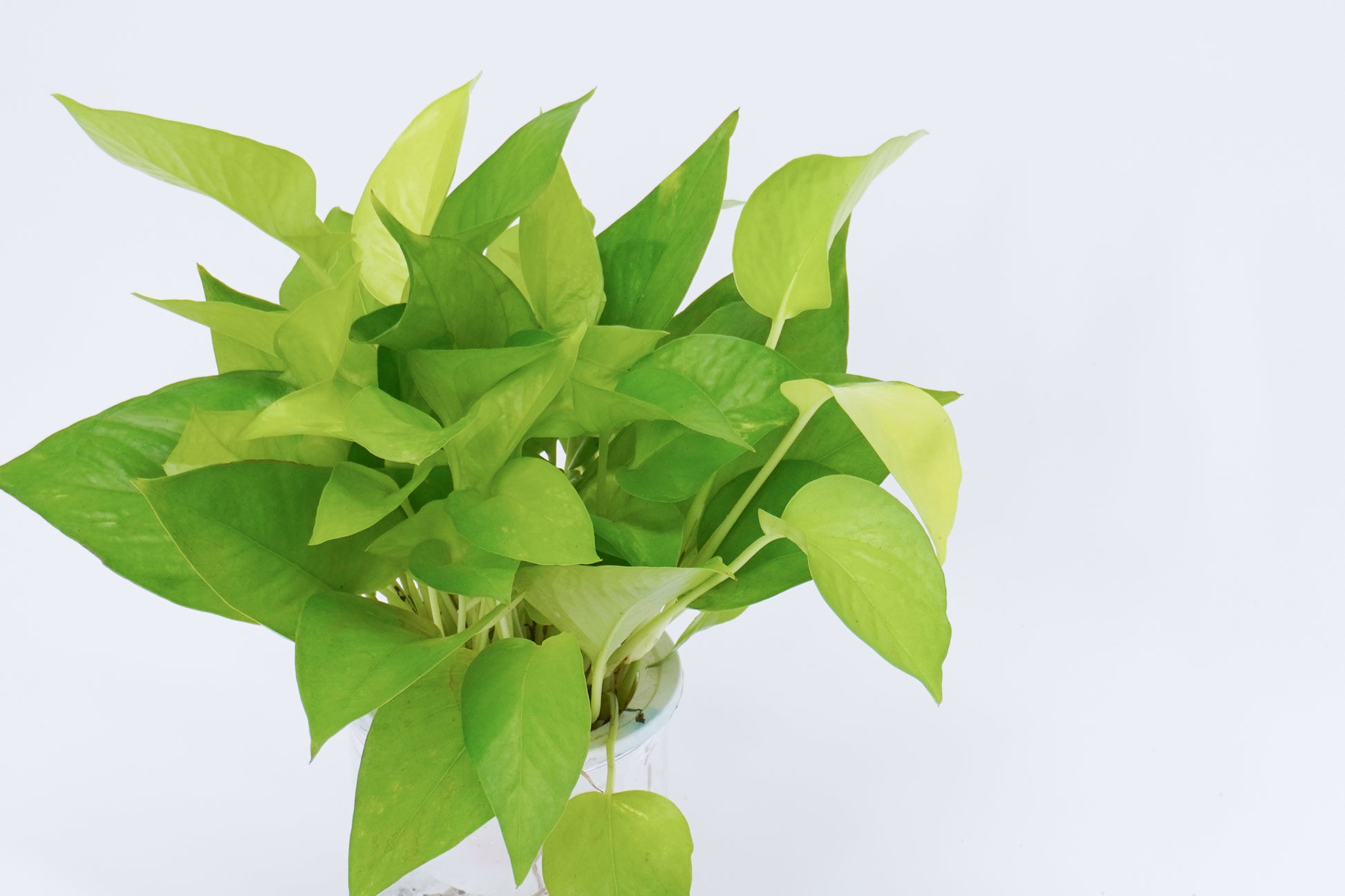 Epipremnum Aureum
