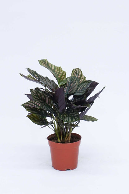 粉線竹芋 Calathea Sanderiana