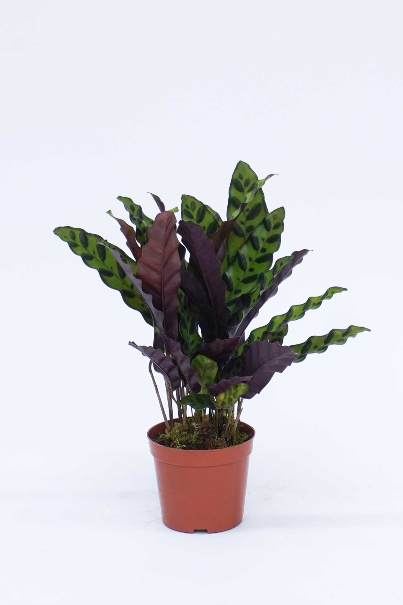 豹紋竹芋 Maranta leuconeura