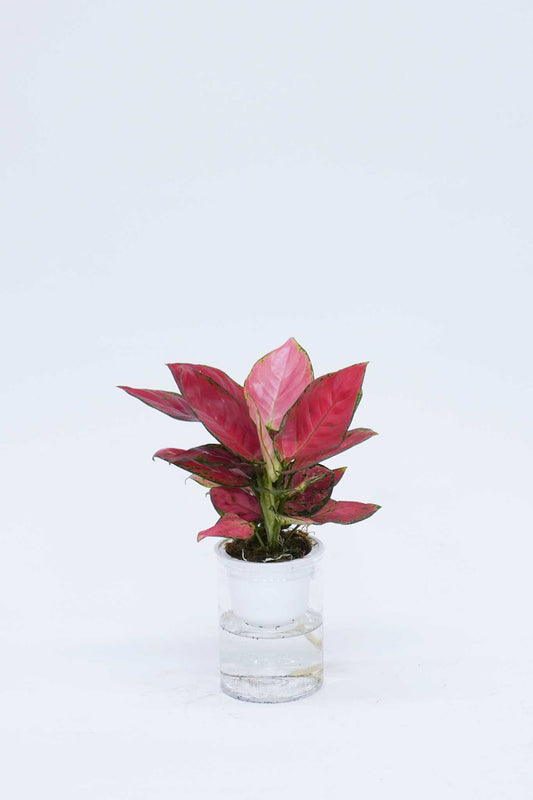 Aglaonema