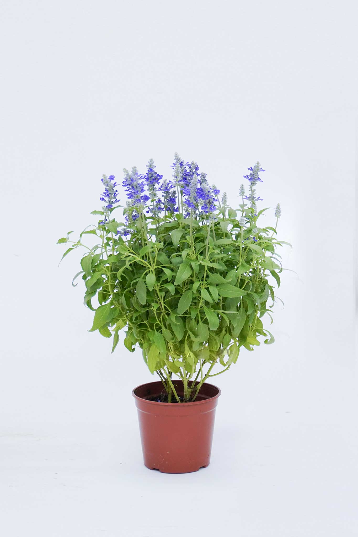 一串紫 Salvia Farinacea