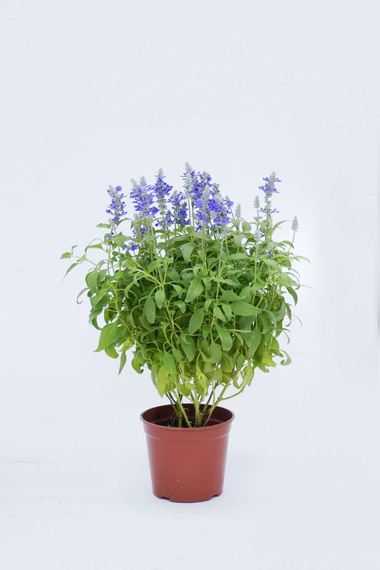 一串紫 Salvia Farinacea