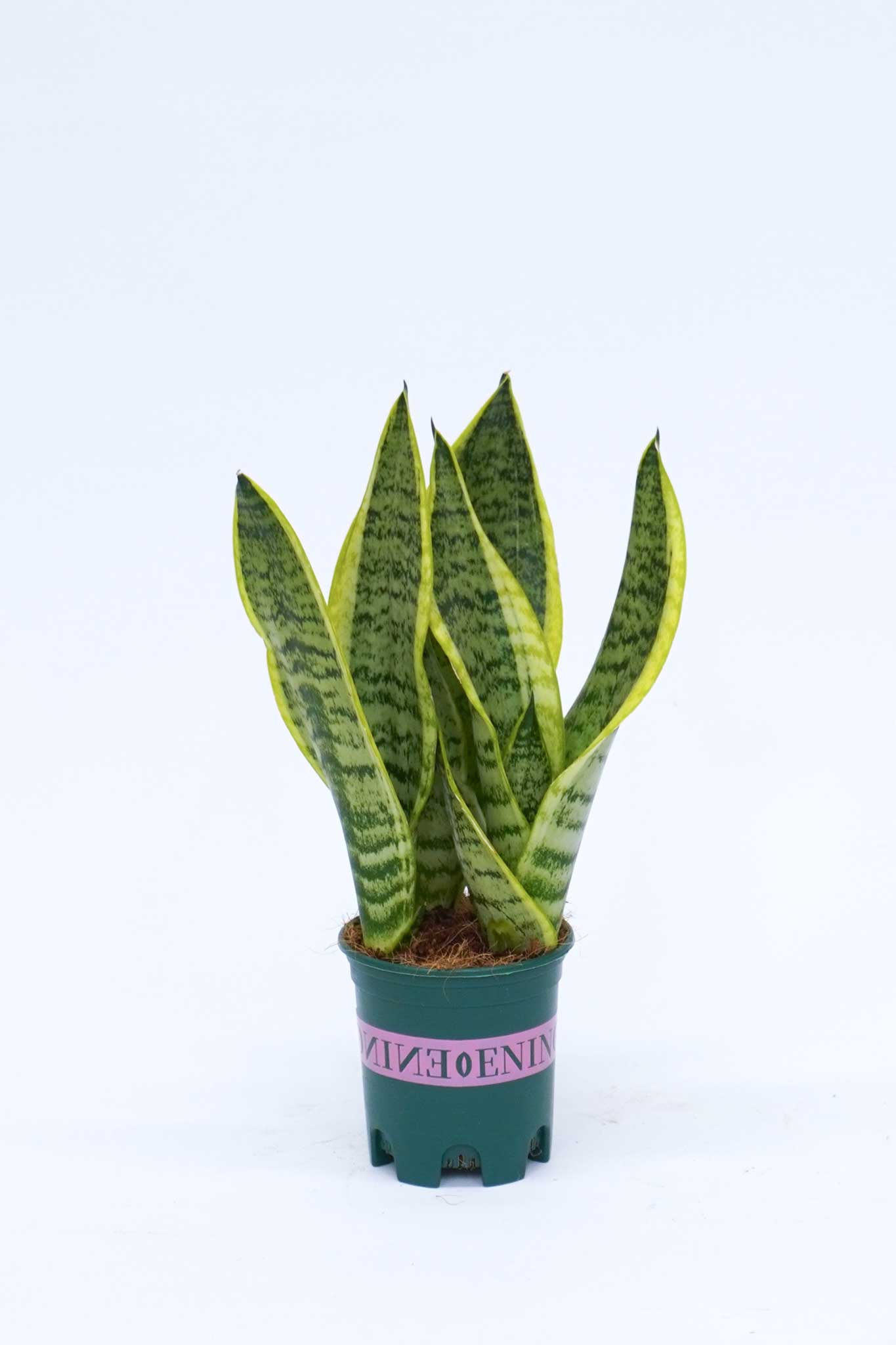 虎尾蘭 Sansevieria Trifasciata