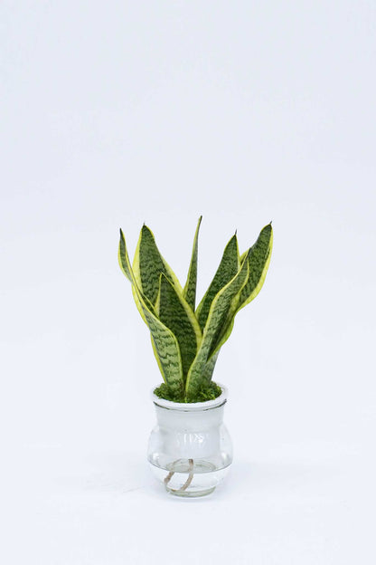 水培虎尾蘭 Sansevieria Trifasciata Grown Hydroponically