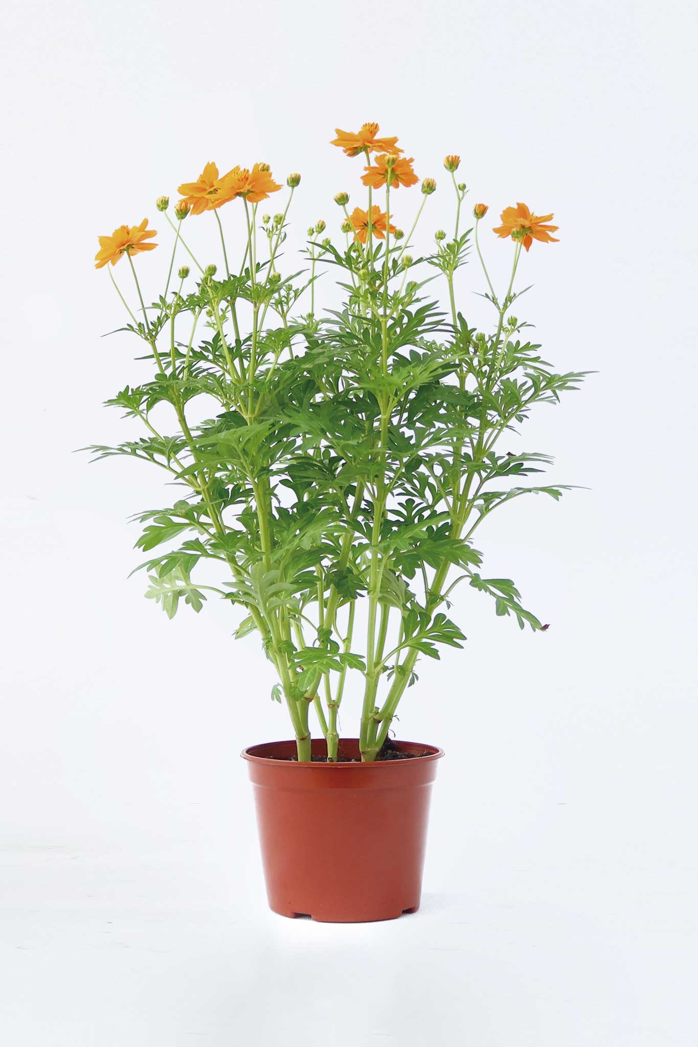 波斯菊  Cosmos Sulphureus