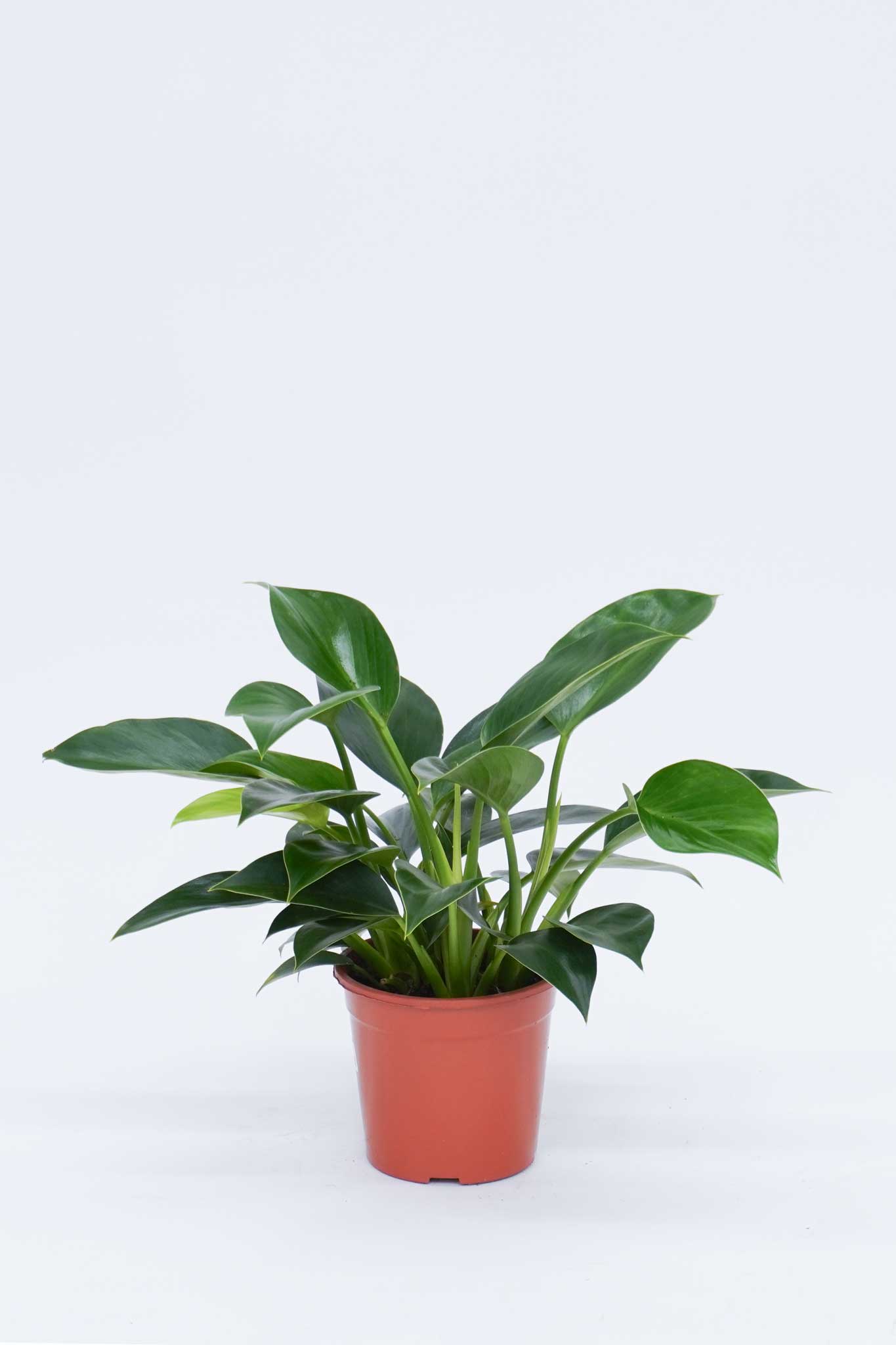 Philodendron 'Green Princess'