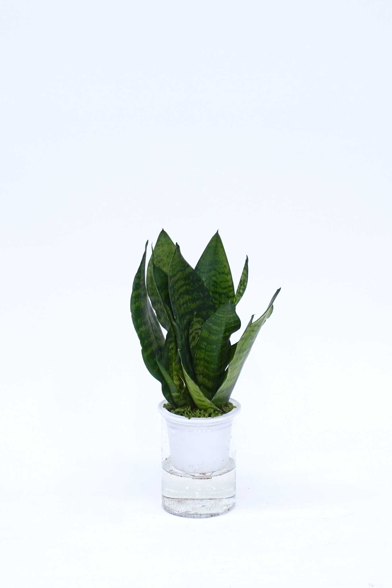 水培虎尾蘭 Sansevieria Trifasciata