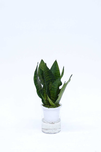 水培虎尾蘭 Sansevieria Trifasciata