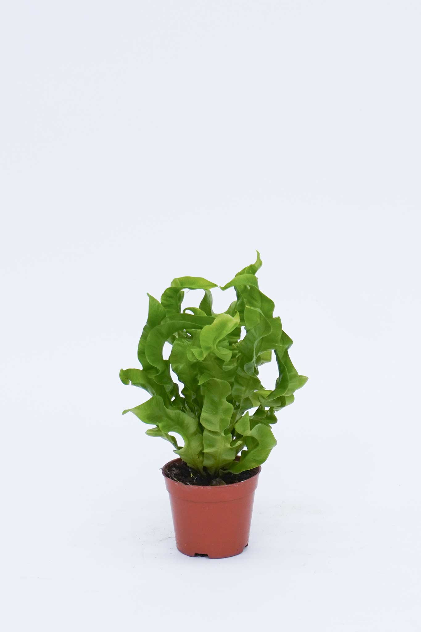 火焰鳥巢蕨 Asplenium Crispy Wave