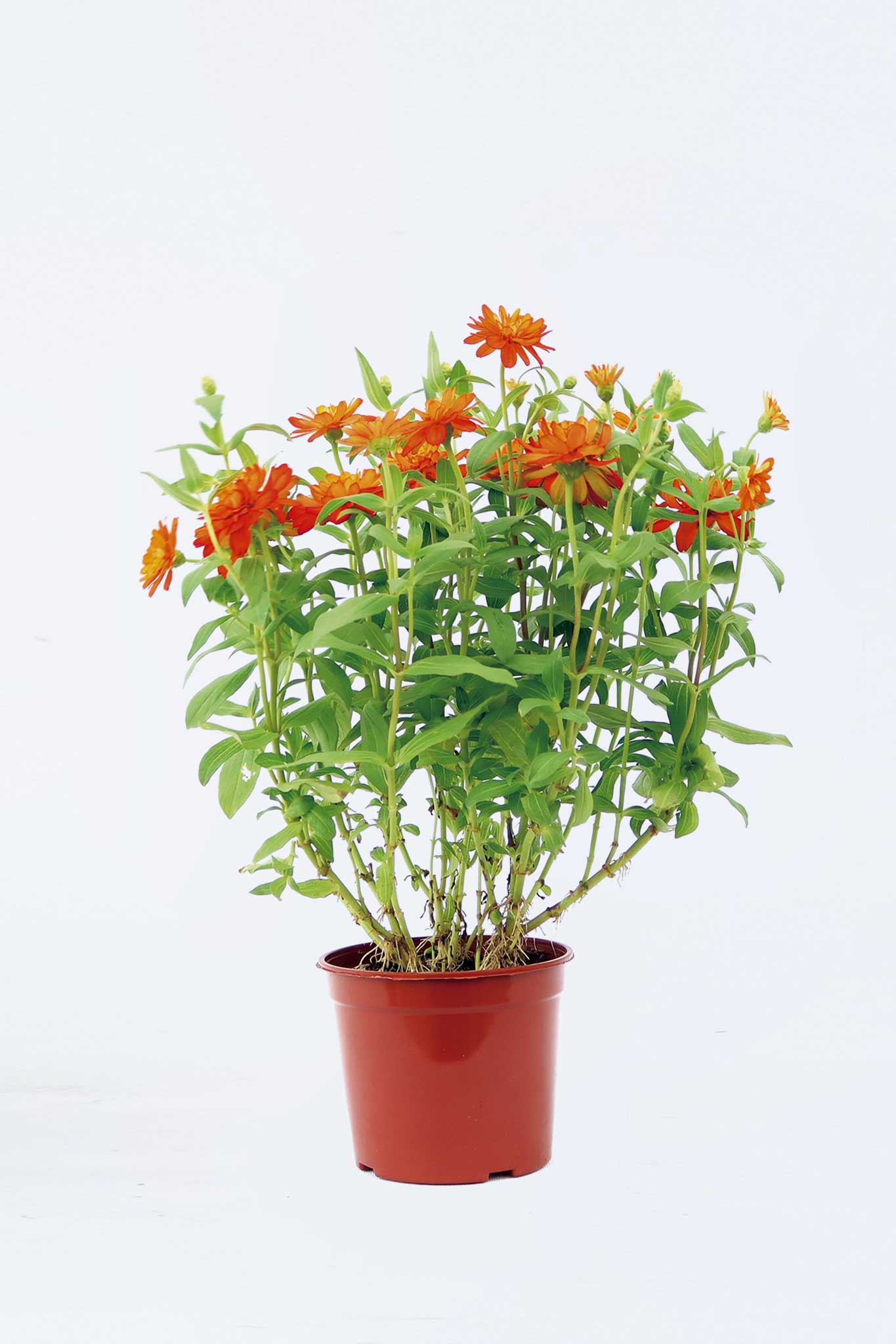 魚尾菊 (細花)  Zinnia Angustifolia