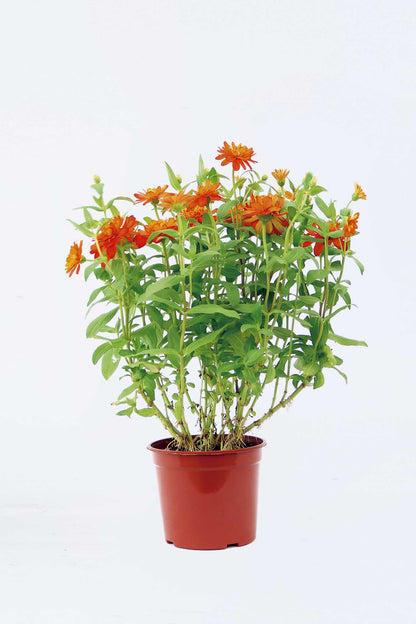 魚尾菊 (細花)  Zinnia Angustifolia